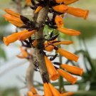 Radermachera ignea Pip Thong Plant Flower Live House Rare Plant Exotic Plant For Your Garden