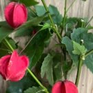 Abutilon megapotamicum Trailing Plant Flower Live House Rare Plant Exotic Plant For Your Garden
