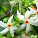 Nyctanthes arbor-tristis Plant Flower Live House Rare Plant Exotic Plant For Your Garden