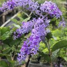 Petrea racemosa Purple Queens Wreath Plant Flower Live House Rare Plant Exotic Plant For Your Garden