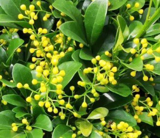 Chinese Rice Flower Plant Flower Live House Rare Plant Exotic Plant For Your Garden