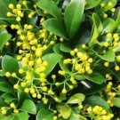 Chinese Rice Flower Plant Flower Live House Rare Plant Exotic Plant For Your Garden