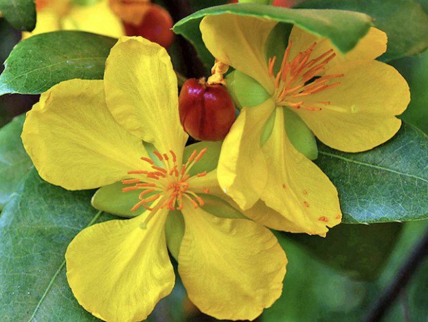 Ochna serrulata Flower Plant Flower Live House Rare Plant Exotic Plant For Your Garden