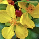 Ochna serrulata Flower Plant Flower Live House Rare Plant Exotic Plant For Your Garden