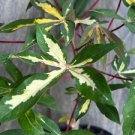 Variegated Manihot esculenta 'Variegated' Plant Flower Live Rare Plant Exotic For Your Garden