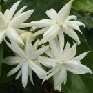 Jasmine Belle of India Plant Flower Live Rare Plant Exotic For Your Garden