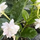 Jamine Mysore Mulli Plant Flower Live Rare Plant Exotic For Your Garden