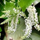 Aloysia virgata , Sweet Almond Bush Plant Flower Live Rare Plant Exotic For Your Garden