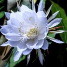 Epiphyllum oxypetalum Night Blooming Cactus Plant Flower Live Rare Plant Exotic For Your Garden