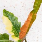 Ring of Fire Philodendron Flower Home Garden Plant Live Rare Plant Exotic For Your Garden