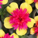 Succulents Double Guava Flower Home Garden Plant Live Rare Plant Exotic For Your Garden
