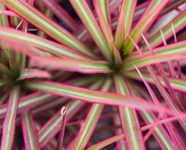 Dracaena marginata Madagascar Dragon Tree Plant Live Rare Plant Exotic For Your Garden