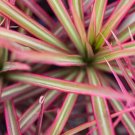 Dracaena marginata Madagascar Dragon Tree Plant Live Rare Plant Exotic For Your Garden
