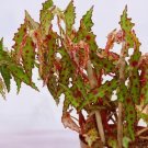 Spotted Begonia Amphioxus Flower Plant Live Rare Plant Exotic For Your Garden