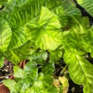Golden Zebra Variegated Flower Plant Live Rare Plant Exotic For Your Garden