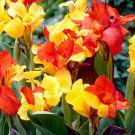Cleopatra Variegated Canna Lily Flower Plant Live Rare Plant Exotic For Your Garden