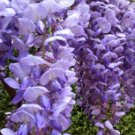 Blue Chinese Wisteria Tree Vine Flower Plant Live Rare Plant Exotic For Your Garden