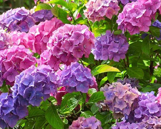 Hydrangea Merritt's Flower Plant Live Rare Plant Exotic For Your Garden