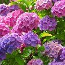 Hydrangea Merritt's Flower Plant Live Rare Plant Exotic For Your Garden