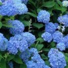 Blue Hydrangea Flower Plant Live Rare Plant Exotic For Your Garden