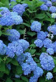 Blue Hydrangea Flower Plant Live Rare Plant Exotic For Your Garden