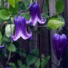 Blue Bells Clematis Vine Flower Plant Live Rare Plant Exotic For Your Garden
