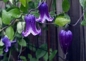 Blue Bells Clematis Vine Flower Plant Live Rare Plant Exotic For Your Garden