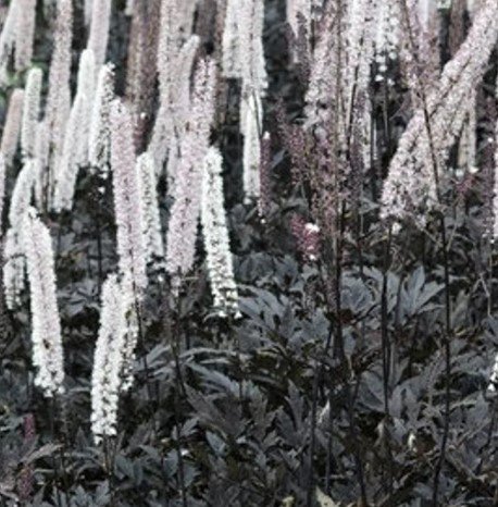 Black Actaea Bugbane Plug Flower Plant Live Rare Plant Exotic For Your Garden