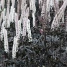 Black Actaea Bugbane Plug Flower Plant Live Rare Plant Exotic For Your Garden