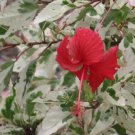 Snow Queen Variegated Hibiscus Flower Plant Live Rare Plant Exotic For Your Garden