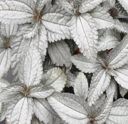 Silver Cloud Pilea Flower Plant Live Rare Plant Exotic For Your Garden