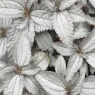 Silver Cloud Pilea Flower Plant Live Rare Plant Exotic For Your Garden