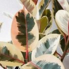 Tineke Rubber Tree Variegated Flower Plant Live Rare Plant Exotic For Your Garden