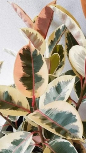 Tineke Rubber Tree Variegated Flower Plant Live Rare Plant Exotic For Your Garden