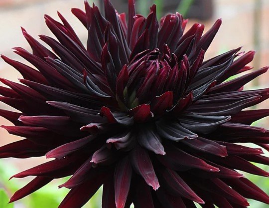 Dahlia Black Jack Flower Plant Live Rare Plant Exotic For Your Garden