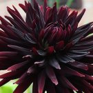 Dahlia Black Jack Flower Plant Live Rare Plant Exotic For Your Garden