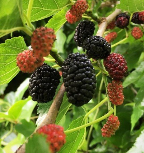 Mulberry Tree Fruit Plant Live Rare Plant Exotic For Your Garden
