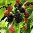 Mulberry Tree Fruit Plant Live Rare Plant Exotic For Your Garden