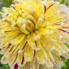 Dahlia Cambridge Flower Plant Live Rare Plant Exotic For Your Garden