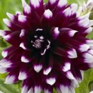 Dahlia Mystery Day Flower Plant Live Rare Plant Exotic For Your Garden