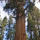 Giant Sequoia Tree Seedling Plant Live Rare Plant Exotic For Your Garden