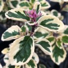 Hemizygia 'Candy Kisses' Flower Plant Live Rare Plant Exotic For Your Garden