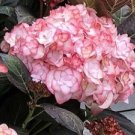 Hydrangea Miss Saori Flower Plant Live Rare Plant Exotic For Your Garden