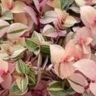 Pink Jewel Tradescantia Flower Plant Live Rare Plant Exotic For Your Garden
