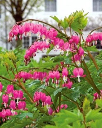 Old Fashion Pink Bleeding Hearts Bush Flower Plant Live Rare Plant Exotic For Your Garden