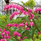 Old Fashion Pink Bleeding Hearts Bush Flower Plant Live Rare Plant Exotic For Your Garden