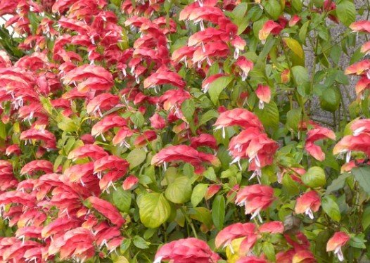 Shrimp Fruit Cocktail Flower Plant Live Rare Plant Exotic For Your Garden