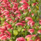 Shrimp Fruit Cocktail Flower Plant Live Rare Plant Exotic For Your Garden