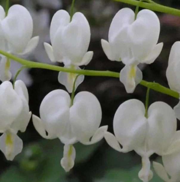 Alba White Bleeding Hearts Bush Flower Plant Live Rare Plant Exotic For Your Garden