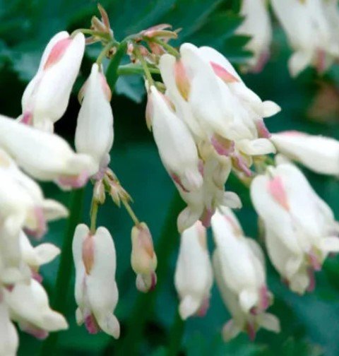 Formosa Pink Bleeding Hearts Bush Flower Plant Live Rare Plant Exotic For Your Garden